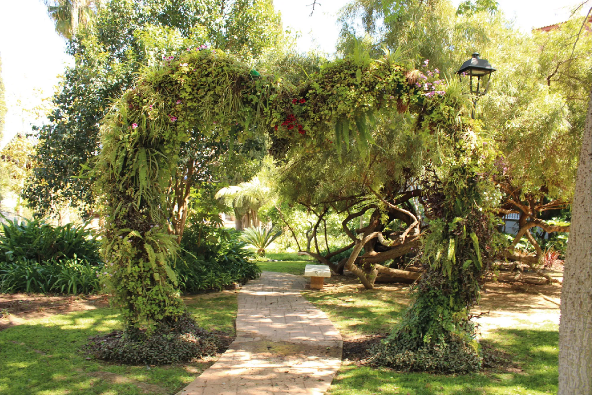 planta-corazon Sobre el Portón